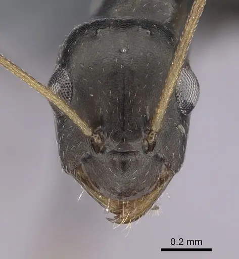 Lepisiota frauenfeldi specimen CASENT0264062 image casent0264062_2