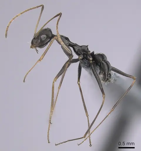 Lepisiota frauenfeldi specimen CASENT0264062 image casent0264062_3