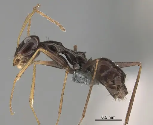 Lepisiota frauenfeldi specimen CASENT0264943 image casent0264943_1