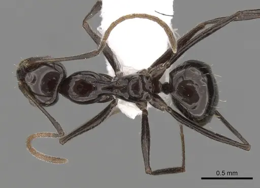 Lepisiota frauenfeldi specimen CASENT0280475 image casent0280475_1