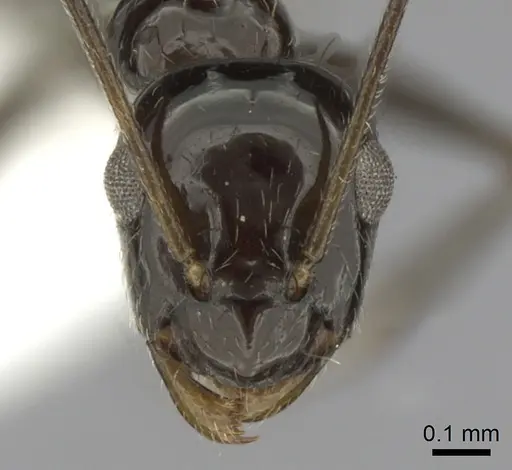 Lepisiota frauenfeldi specimen CASENT0280475 image casent0280475_2