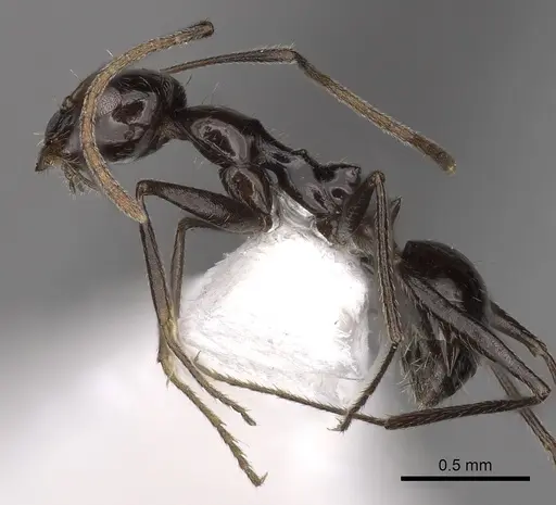 Lepisiota frauenfeldi specimen CASENT0280475 image casent0280475_3