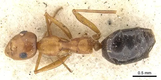 Lepisiota frauenfeldi specimen CASENT0903167 image casent0903167_1
