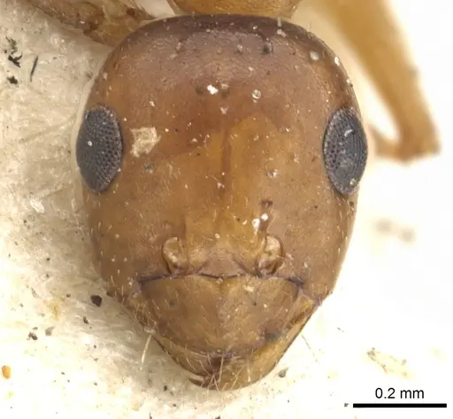 Lepisiota frauenfeldi specimen CASENT0903167 image casent0903167_2
