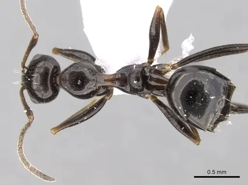 Lepisiota frauenfeldi specimen CASENT0906081 image casent0906081_1