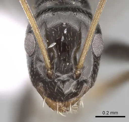 Lepisiota frauenfeldi specimen CASENT0906081 image casent0906081_2