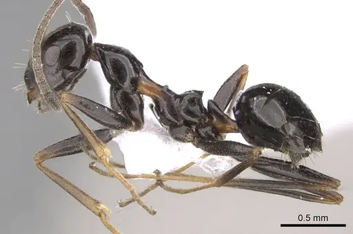 Lepisiota frauenfeldi specimen CASENT0906081 image casent0906081_3