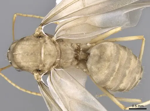 Lepisiota frauenfeldi specimen CASENT0906466 image casent0906466_1
