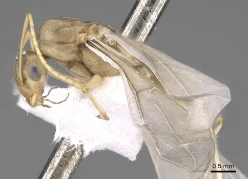 Lepisiota frauenfeldi specimen CASENT0906466 image casent0906466_3