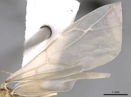 Lepisiota frauenfeldi specimen CASENT0906466 image casent0906466_4