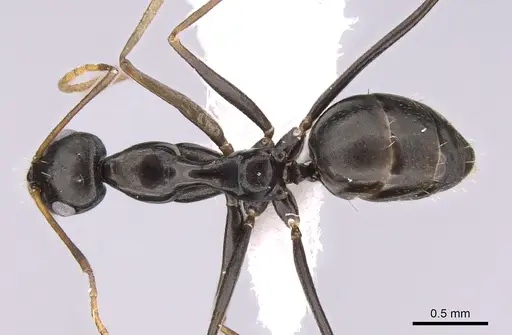 Lepisiota frauenfeldi specimen CASENT0906467 image casent0906467_1
