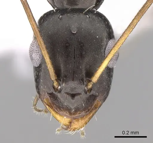 Lepisiota frauenfeldi specimen CASENT0906467 image casent0906467_2