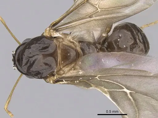Lepisiota frauenfeldi specimen CASENT0906468 image casent0906468_1
