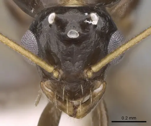Lepisiota frauenfeldi specimen CASENT0906468 image casent0906468_2