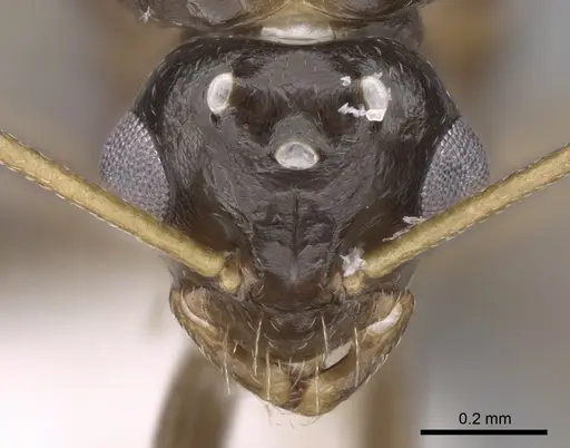 Lepisiota frauenfeldi specimen CASENT0906468 image casent0906468_3