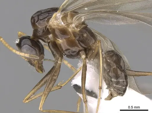 Lepisiota frauenfeldi specimen CASENT0906468 image casent0906468_4