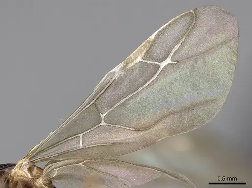 Lepisiota frauenfeldi specimen CASENT0906468 image casent0906468_5