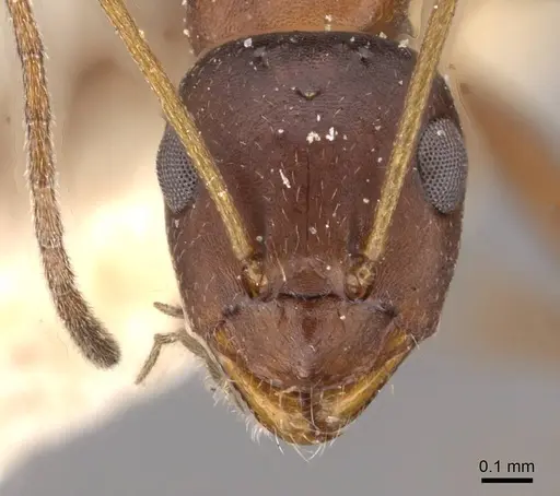 Lepisiota frauenfeldi specimen CASENT0909884 image casent0909884_2