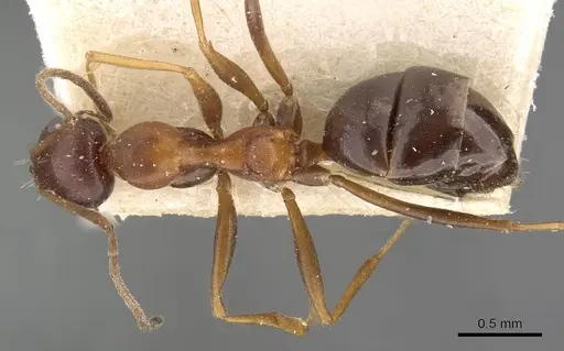 Lepisiota frauenfeldi specimen CASENT0909886 image casent0909886_1