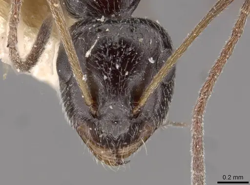 Lepisiota frauenfeldi specimen CASENT0909890 image casent0909890_2