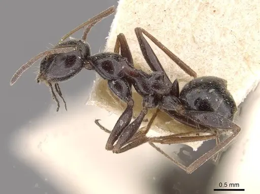 Lepisiota frauenfeldi specimen CASENT0909890 image casent0909890_3