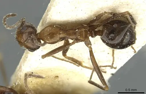 Lepisiota frauenfeldi specimen CASENT0912378 image casent0912378_1