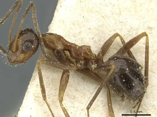 Lepisiota frauenfeldi specimen CASENT0912378 image casent0912378_3