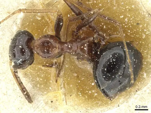 Lepisiota frauenfeldi specimen CASENT0912379 image casent0912379_1