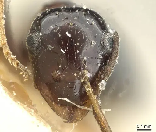 Lepisiota frauenfeldi specimen CASENT0912379 image casent0912379_2