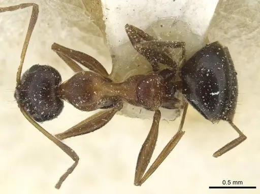 Lepisiota frauenfeldi specimen CASENT0912380 image casent0912380_1