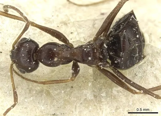 Lepisiota frauenfeldi specimen CASENT0912381 image casent0912381_1