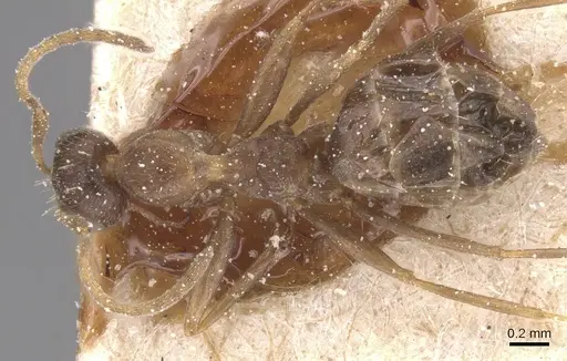 Lepisiota frauenfeldi specimen CASENT0912383 image casent0912383_1