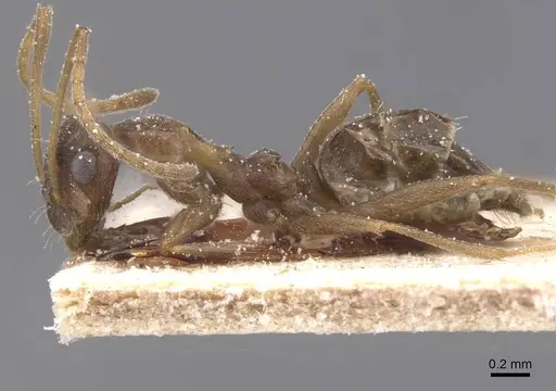 Lepisiota frauenfeldi specimen CASENT0912383 image casent0912383_3