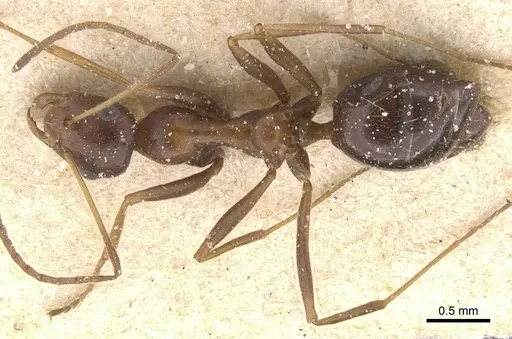 Lepisiota frauenfeldi specimen CASENT0912384 image casent0912384_1