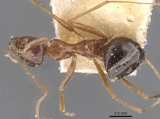 Lepisiota frauenfeldi specimen CASENT0912385 image casent0912385_1