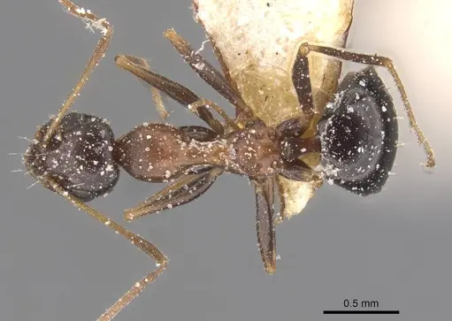 Lepisiota frauenfeldi specimen CASENT0912386 image casent0912386_1