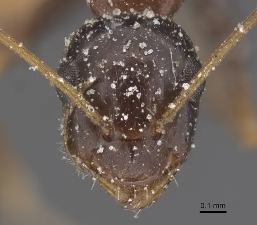 Lepisiota frauenfeldi specimen CASENT0912386 image casent0912386_2