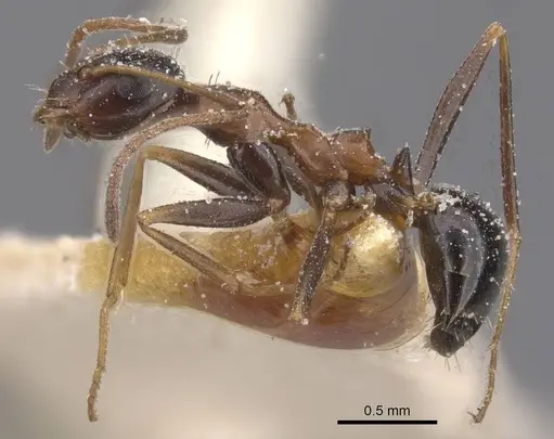 Lepisiota frauenfeldi specimen CASENT0912386 image casent0912386_3