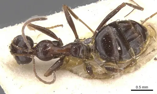 Lepisiota frauenfeldi specimen CASENT0912387 image casent0912387_1