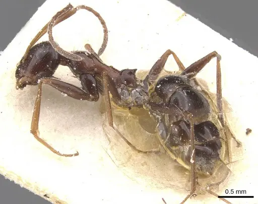 Lepisiota frauenfeldi specimen CASENT0912387 image casent0912387_3