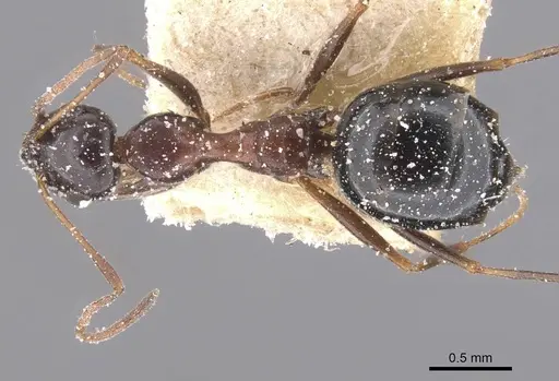 Lepisiota frauenfeldi specimen CASENT0912388 image casent0912388_1