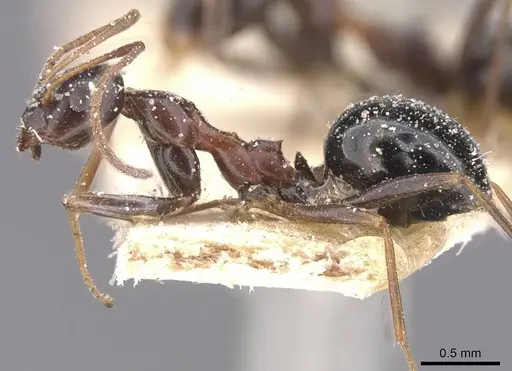 Lepisiota frauenfeldi specimen CASENT0912388 image casent0912388_3