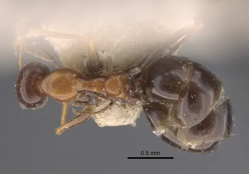 Lepisiota frauenfeldi specimen CASENT0917323 image casent0917323_1