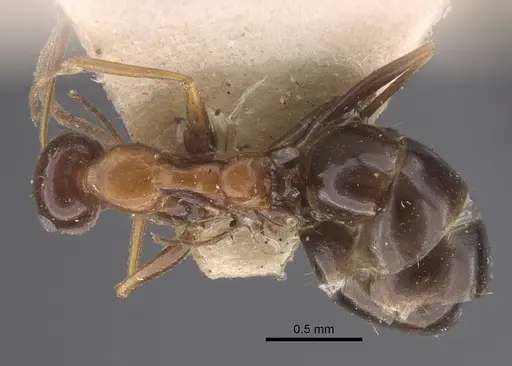 Lepisiota frauenfeldi specimen CASENT0917323 image casent0917323_2