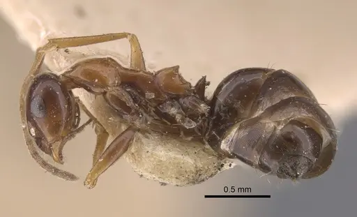Lepisiota frauenfeldi specimen CASENT0917323 image casent0917323_5
