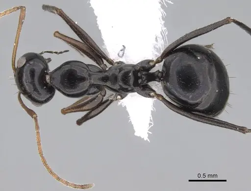 Lepisiota frauenfeldi specimen CASENT0922269 image casent0922269_1