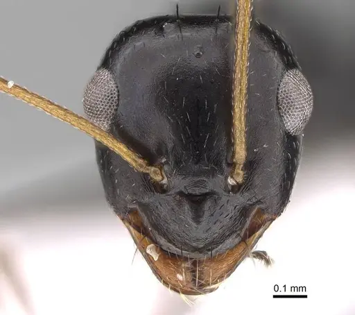 Lepisiota frauenfeldi specimen CASENT0922269 image casent0922269_2