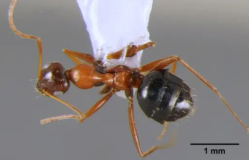Lepisiota frauenfeldi specimen CFH000012 image cfh000012_1