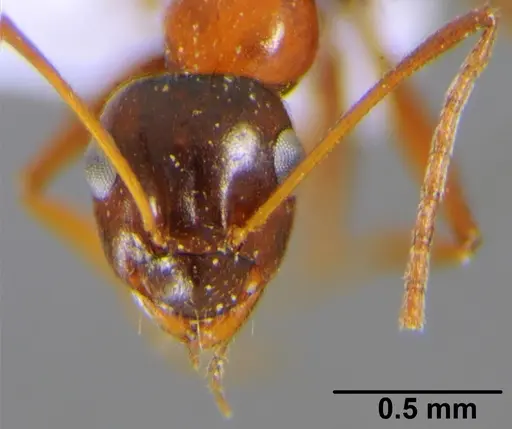Lepisiota frauenfeldi specimen CFH000012 image cfh000012_2