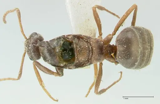 Lepisiota frauenfeldi specimen FOCOL2199 image focol2199_1